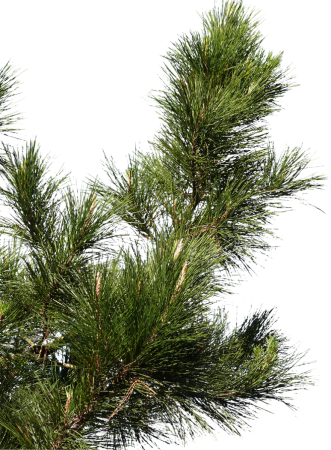 National Tree Company сосна Горная 1.22
