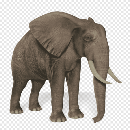 Слон вектор (46 фото)