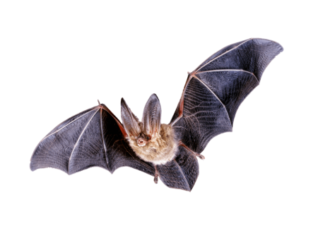 Летучая мышь