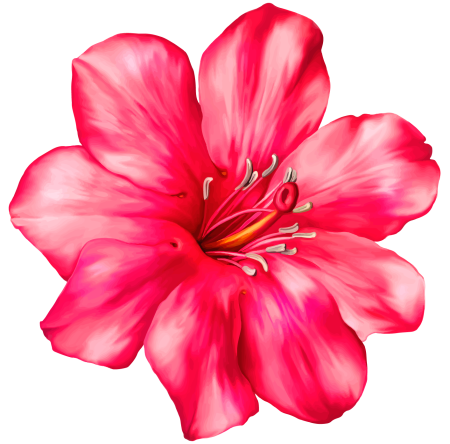 Subshrubby Peony Flower
