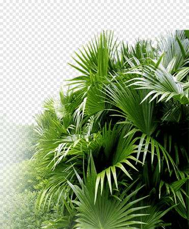 Sabal Palm leaves