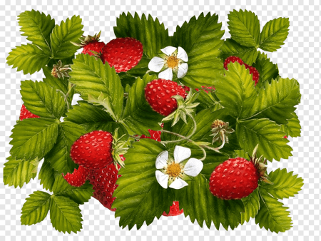 Кусты земляники вид сверху