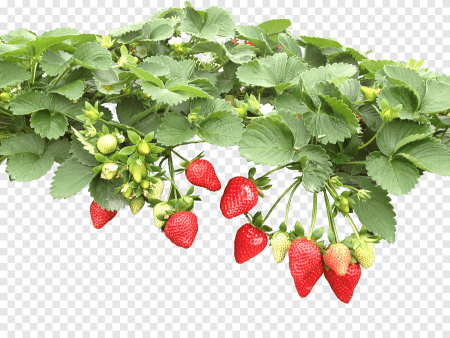 Земляника на прозрачном фоне для фотошопа