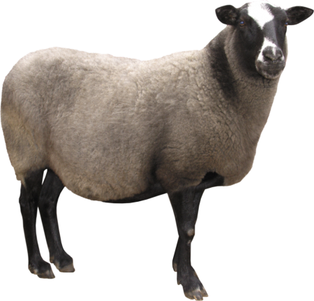 Дорпер куйлари