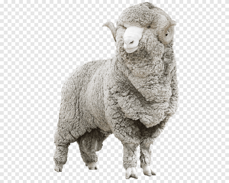 Овца вектор (48 фото)