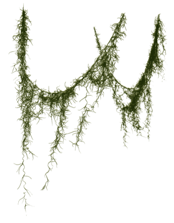 Мох свисающий с деревьев