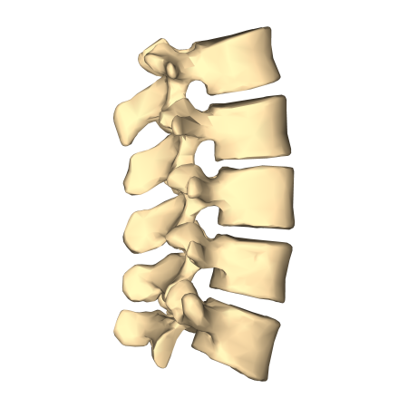 Позвонок vertebra