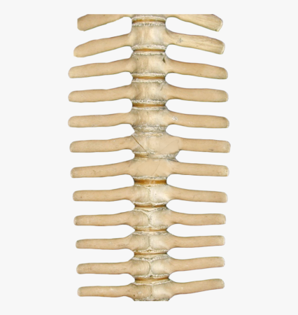 Spine скелет
