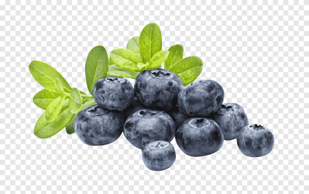 Черника куст