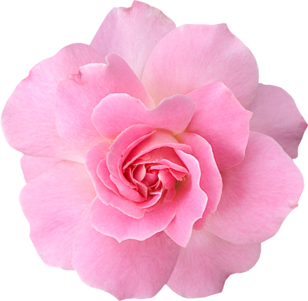 Subshrubby Peony Flower