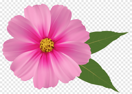 Цветок розовый вектор (49 фото)