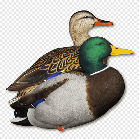 Кряковая утка