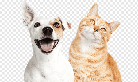 Собака с мордой кошки