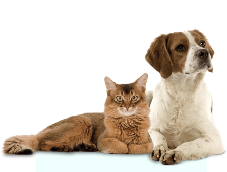 Вельш корги и кошка