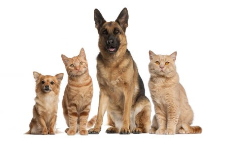 Кошка и собака PNG