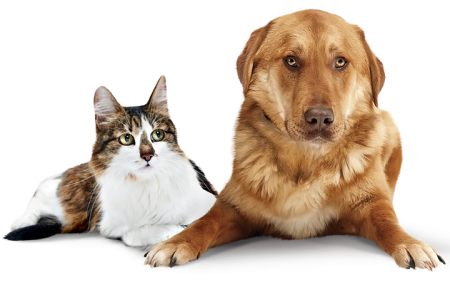 Кошка и собака на белом фоне