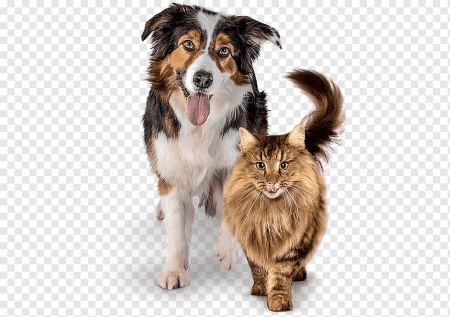 Кошка и собака без фона