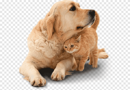 Кошка и собака на белом фоне