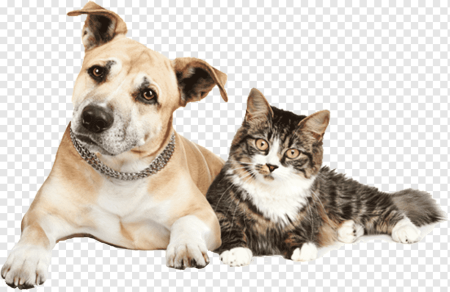 Коты и собаки