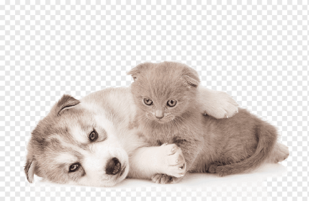 Кот и собака на белом фоне