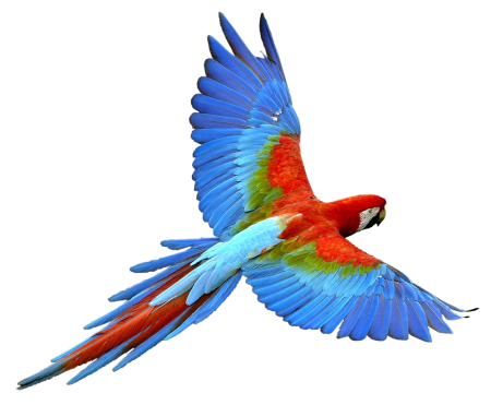 Попугай ара красный