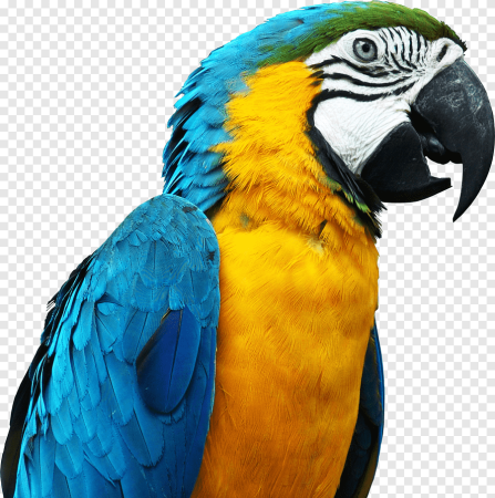 Parrotlet попугай