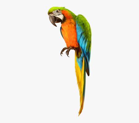 Parrotlet попугай
