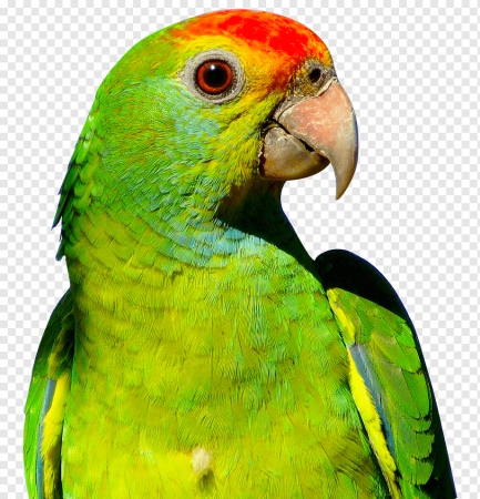 Parrot Xanthi 4