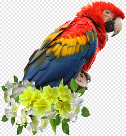 Parrotlet попугай
