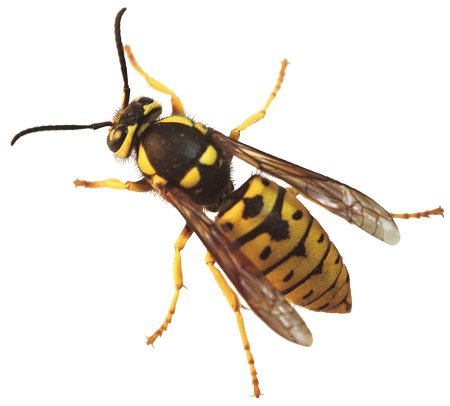 Yellowjackets насекомые