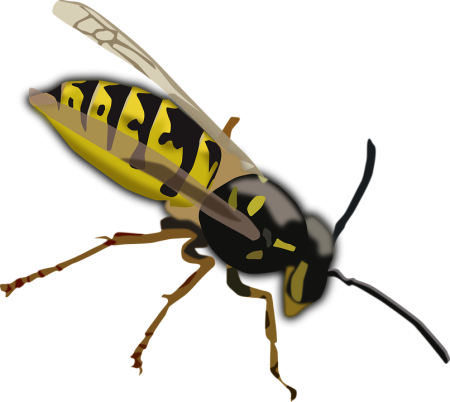 Vespa simillima