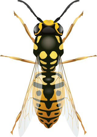 Wasp насекомое
