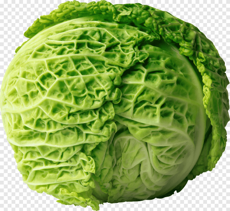 Romaine пекинская капуста