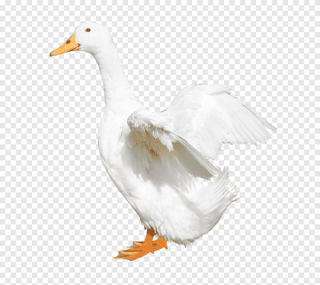 Гусь без фона для фотошопа