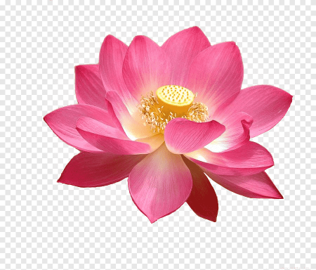 Лотус Фловер