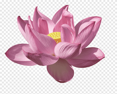 Цветок Nelumbo nucifera водяная Лилия