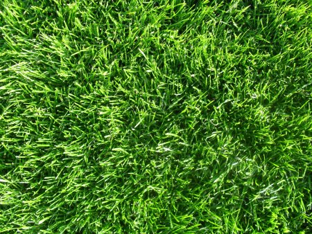Grass texture бесшовная