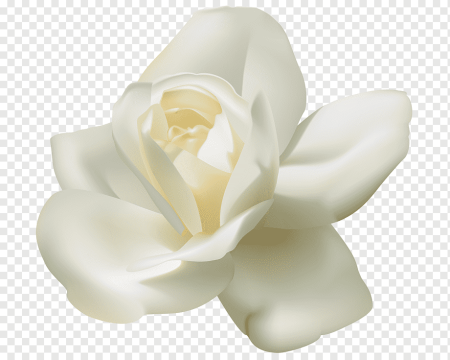 Жасмин Гардения Магнолия фон