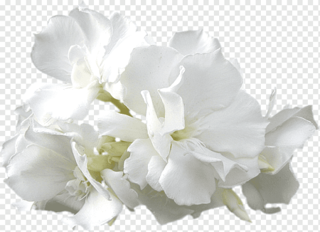 Белый цветок вектор (49 фото)