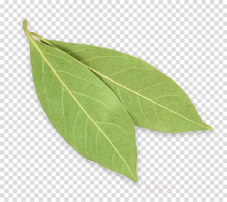 Листья Лавра