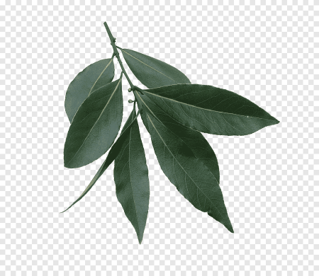 Pimenta racemosa листья