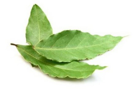 Cinnamomum Verum ботаника