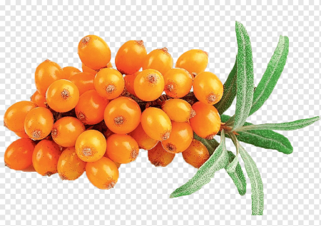 Ягоды облепихи