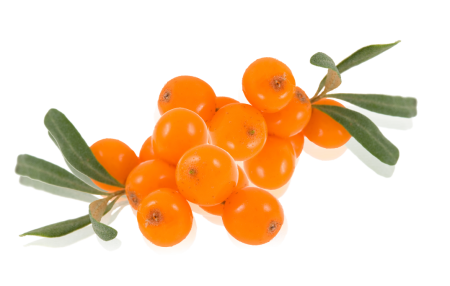 Sea Buckthorn
