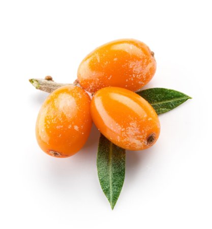 Sea Buckthorn