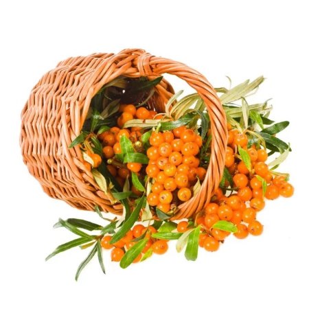 Sea-Buckthorn гроздь