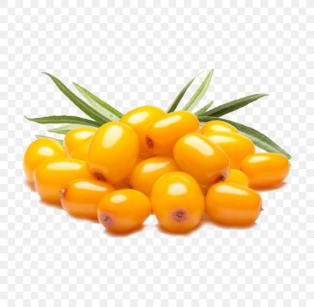 Куст облепихи на белом