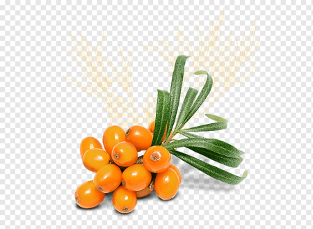Веточка облепихи