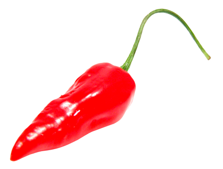 Curved penis
