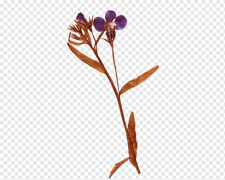 Засушенные цветы на прозрачном фоне